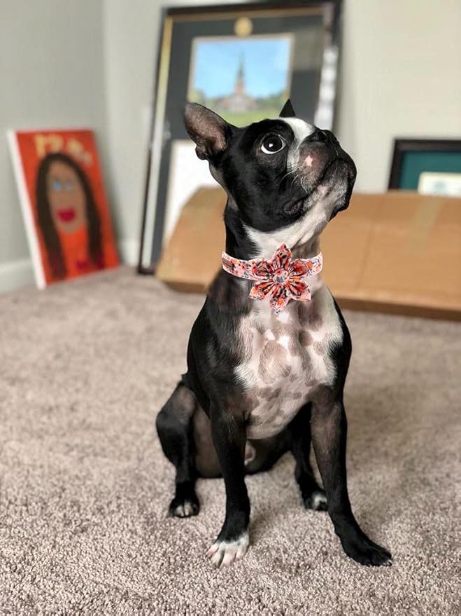 Uniqe Style Paws Flower Dog Collar, Peach Rose Adjustable Girl Dog Collar with Flower, Durable Floral Pattern Pet Collar for Small Female Dogs