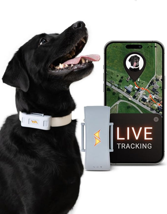 PAJ GPS Tracker for Dogs - 4G GPS Collar Tag with Real-Time Location Tracking & Runaway Alert - Waterproof & Up to 10 Days Battery Life - Fits Any Collar w/Glowing LEDs - Subscription Required - Grey