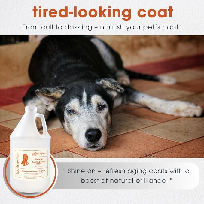 Jasmine & Honey Spa Body Wash for Dogs by Shiny Paw 128 oz | Dog Itchy Skin Relief & Aging Coat | Hypoallergenic Dog Shampoo for Smelly Dogs | Made in USA