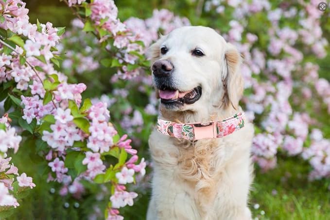 Lionet Paws Dog Collar, Comfortable Adjustable Cute Collar with Metal Buckle for Male Female Dogs Gift, Pink Flower, Large, Neck 16-24 inches