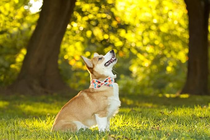 Unique style paws Dog Collar, Girl or Boy Dog Bow Tie, Bowtie Dog Collar Pet Collar for Small Memium Large Dogs