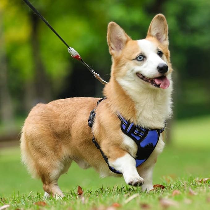 rabbitgoo Dog Harness, No-Pull Pet Harness with 2 Leash Clips, Adjustable Soft Padded Dog Vest, Reflective No-Choke Pet Oxford Vest with Easy Control Handle for Small Dogs, Dazzling Blue, M