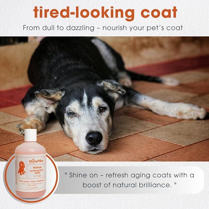 Jasmine & Honey Spa Body Wash for Dogs by Shiny Paw 16 oz | Dog Itchy Skin Relief & Aging Coat | Hypoallergenic Dog Shampoo for Smelly Dogs | Made in USA