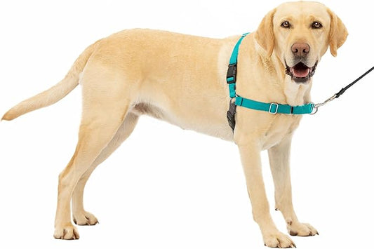 PetSafe Easy Walk No-Pull Dog Harness - The Ultimate Harness to Help Stop Pulling - Take Control & Teach Better Leash Manners - Helps Prevent Pets Pulling on Walks, Large, Teal/Gray