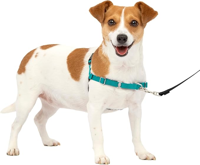PetSafe Easy Walk No-Pull Dog Harness - The Ultimate Harness to Help Stop Pulling - Take Control & Teach Better Leash Manners - Helps Prevent Pets Pulling on Walks, Small, Teal/Gray