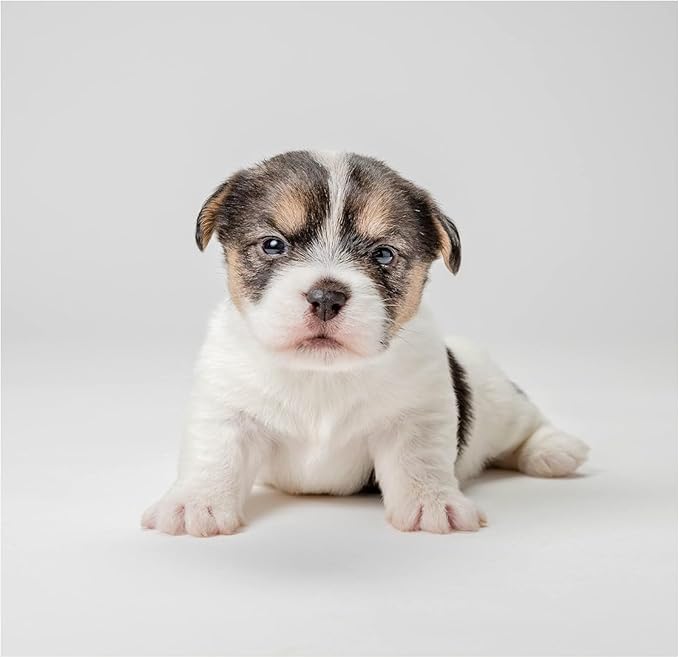 PetAg Fresh 'n Clean Itch Relief Shampoo - Rain Shower Fresh Scent Dog Shampoo - Instant Relief for Dry & Irritated Skin - 18 fl oz