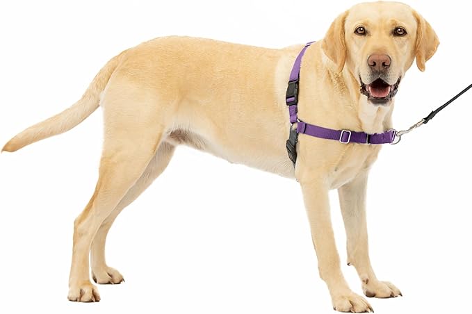 PetSafe Easy Walk No-Pull Dog Harness - The Ultimate Harness to Help Stop Pulling - Take Control & Teach Better Leash Manners - Helps Prevent Pets Pulling on Walks, Large, Deep Purple/Black