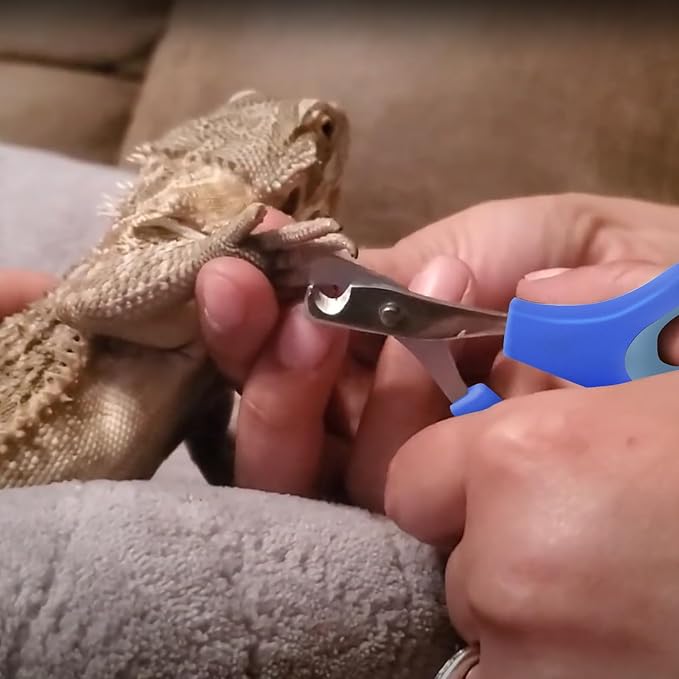 Bearded Dragon Nail Clippers,Stainless Steel Bearded Dragon Toe Nail Clippers with Precise Angled Edges (Blue)