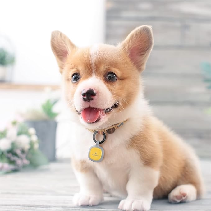 Pawaii QR Code Pet ID Tag, Silent Silicone Dog ID Tag, Modifiable Pet Online Profile, Free Online Pet Page Emergency Contact, Scan QR Receive Instant Pet Location Alert Email, 1Pack (Sky Blue)