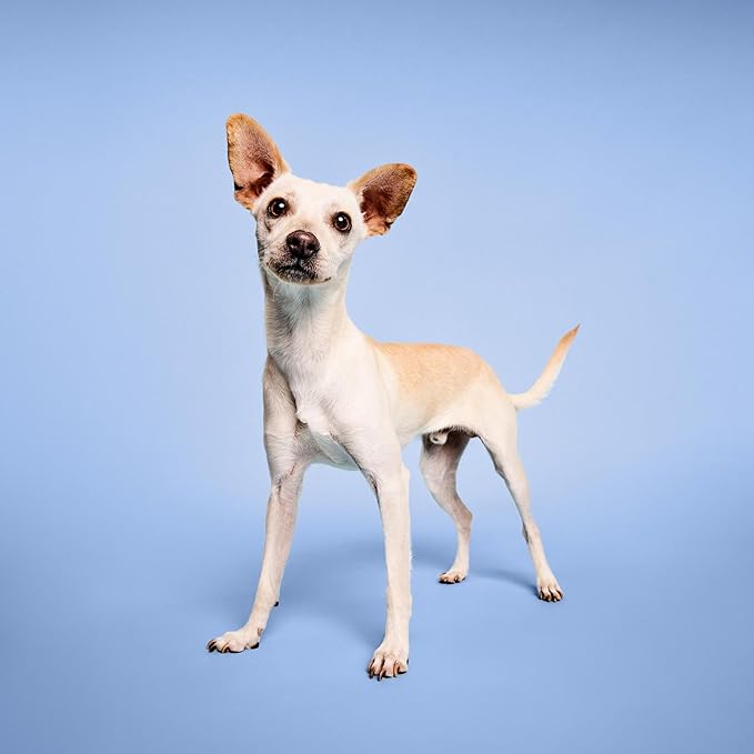 Awapuhi Shine Spray, Moisturizing Mist, Grooming Spray for Dogs, 8.5 fl. Oz