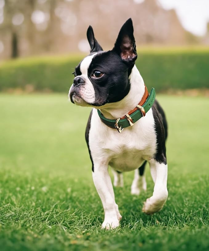 Premium Genuine Leather Dog Collar - Durable 4.5mm Thick, Color-Blocking Design with Rose Gold Hardware, Available in 4 Sizes for Small, Medium and Large Dogs Green,11-14.5 in