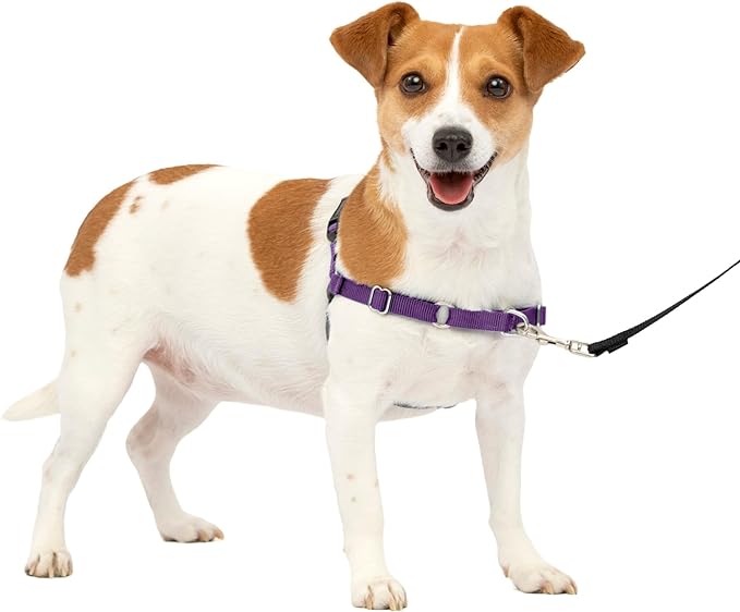 PetSafe Easy Walk No-Pull Dog Harness - The Ultimate Harness to Help Stop Pulling - Take Control & Teach Better Leash Manners - Helps Prevent Pets Pulling on Walks, Small, Deep Purple/Black