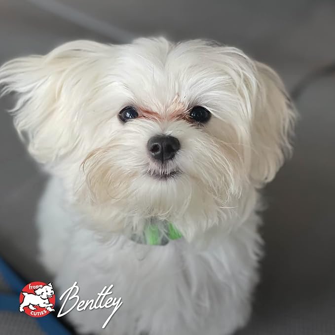 Fromm Four-Star Nutritionals Salmon with Sweet Potato Dog Treats - Premium Oven Baked Dog Snacks - Salmon Recipe - Pack of (3) 8 oz Bags