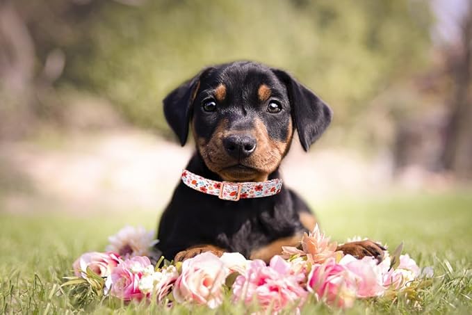 Lionet Paws Dog Collar, Adjustable Cute Collar with Metal Buckle for Male Female Puppies Gift,Summer Flower, Small, Neck 10-16 inches