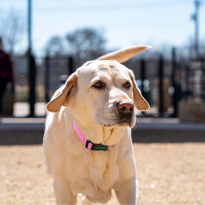 Martingale Collar for Training Dogs. Adjustable Reflective Dog Collars with Buckle- NO Pull-Prevents Slipping Out, for Medium Large XL Dogs. Helps with Strong pullers (M, Pink)