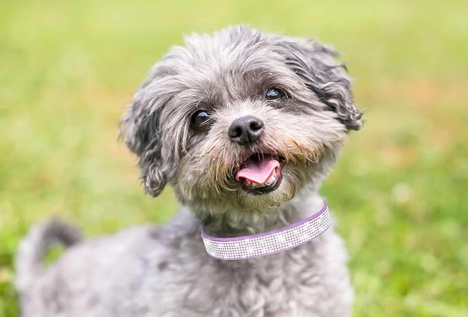 Diamond XS Dog Collar Girl, Bling Dog Collar with Rhinestone Crystal Glitter Female Dog Collars for Puppy XXS XS Small Dogs and Cats, Dark Pink, XS