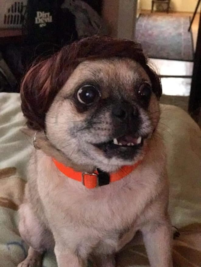 Pet Costume Dog Wig, Dog Clothes with Collar & Tie Head Wear Apparel Toy for Halloween, Christmas, Parties, Festivals (Dark Brown)