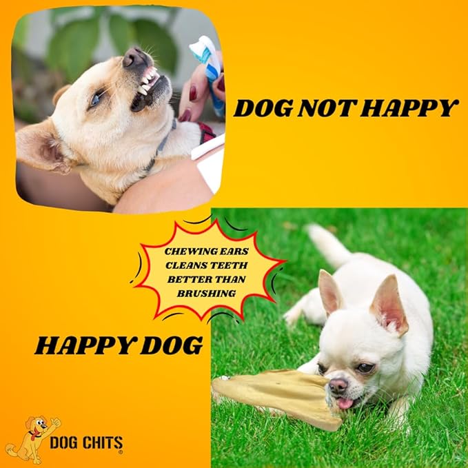 Dog Chits Cow Ears for Dogs and Puppies | 10 Pack | All Natural Half Ears | Made in USA | No Preservatives | 100% Grass Fed Beef | Single Ingredient | Nothing Added | Great for Dogs