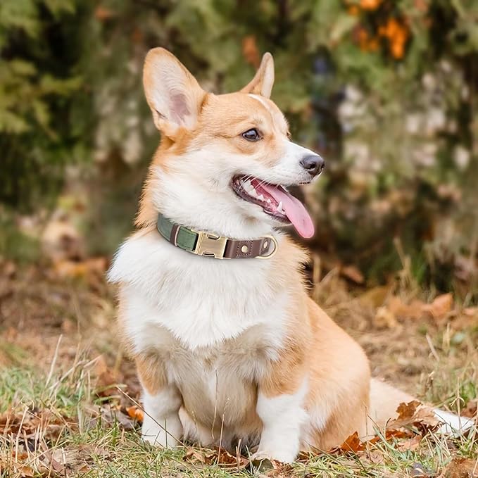 Didog Soft Padded Leather Dog Collars for Medium Dogs, Classic Heavy Duty Dog Collars with Quick Release Metal Buckle, Adjustable Medium Dog Collar Leather,Green,M