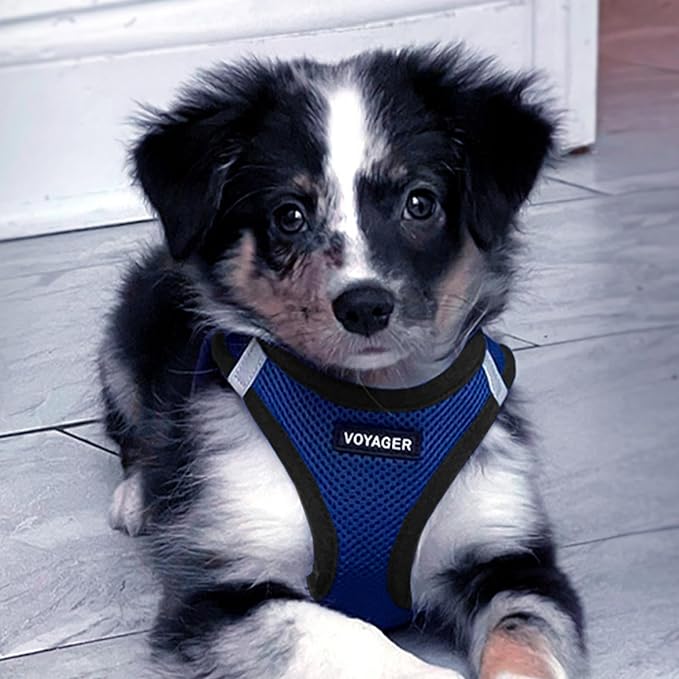 Voyager Step-in Air Dog Harness - All Weather Mesh, Reflective, No Pull Harness for Small, Medium Dogs, Cats - Secure with Hook & Loop Fastener, Buckle, Double D-Rings - Royal Blue/Black Trim, S