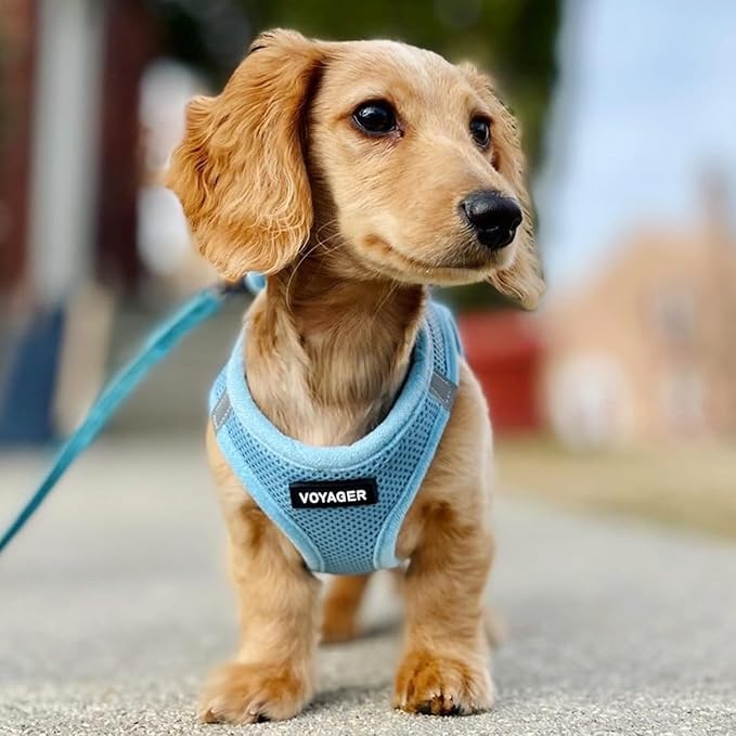 Voyager Step-in Air Dog Harness - All Weather Mesh, Reflective, No Pull Harness for Small, Medium Dogs, Cats - Secure with Hook & Loop Fastener, Buckle, Double D-Rings - Baby Blue, S