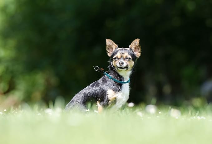Braided Rope Collar, Pro Training Dog Collar, No Pull Round Martingale Collar, Slip Collar with Slidable Stop Ring - Ideal for Small Dogs (S(1/3") - 16" Long, Light Blue)
