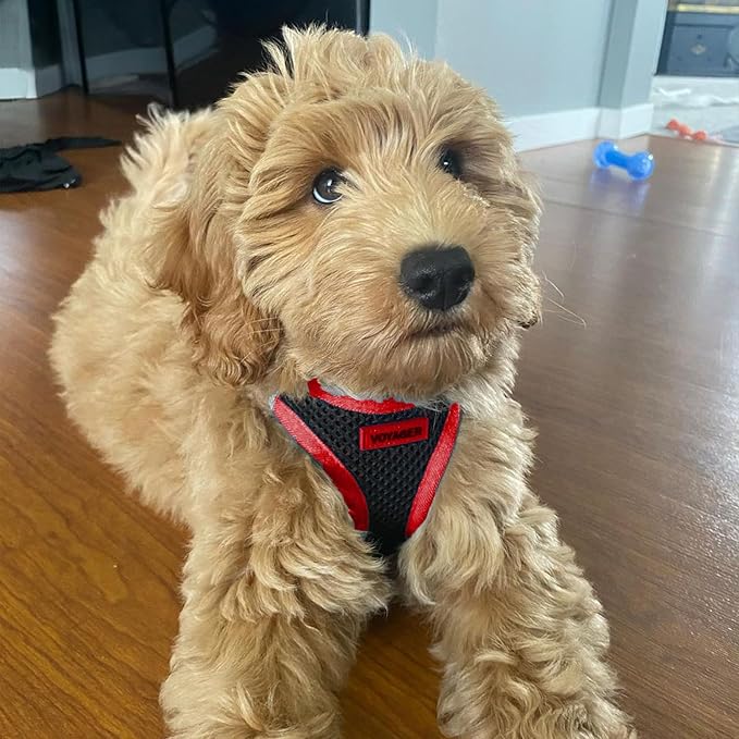 Voyager Step-in Air Dog Harness - All Weather Mesh, Reflective, No Pull Harness for Small, Medium Dogs, Cats - Secure with Hook & Loop Fastener, Buckle, Double D-Rings - Black/Red Trim, L