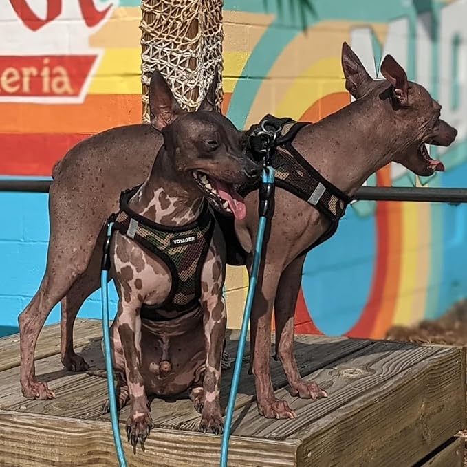 Voyager Step-in Air Dog Harness - All Weather Mesh, Reflective, No Pull Harness for Small, Medium Dogs, Cats - Secure with Hook & Loop Fastener, Buckle, Double D-Rings - Army/Black Trim, XS