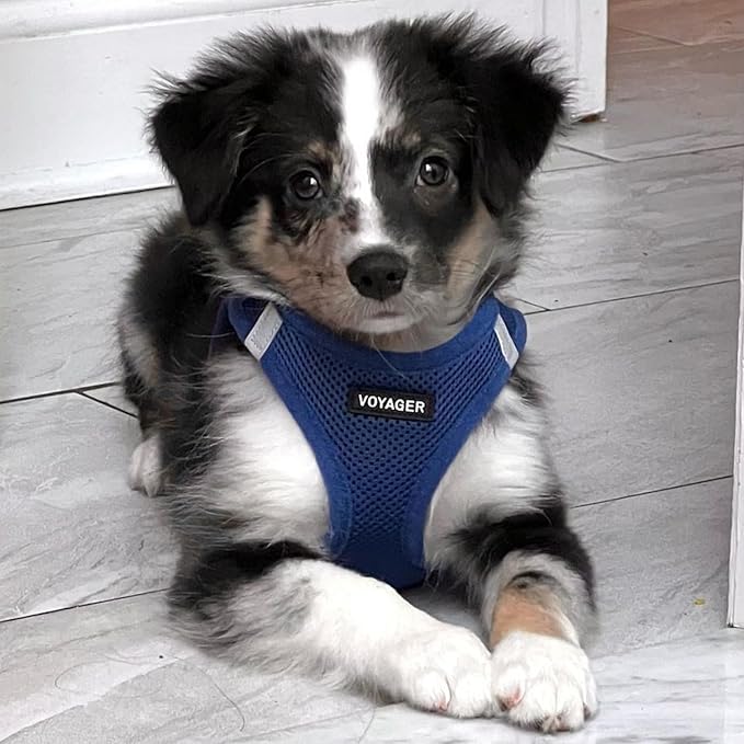 Voyager Step-in Air Dog Harness - All Weather Mesh, Reflective, No Pull Harness for Small, Medium Dogs, Cats - Secure with Hook & Loop Fastener, Buckle, Double D-Rings - Royal Blue, L