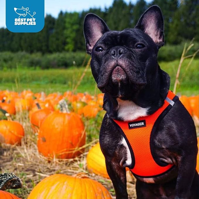 Voyager Step-in Air Dog Harness - All Weather Mesh, Reflective, No Pull Harness for Small, Medium Dogs, Cats - Secure with Hook & Loop Fastener, Buckle, Double D-Rings - Orange/Black Trim, XXS