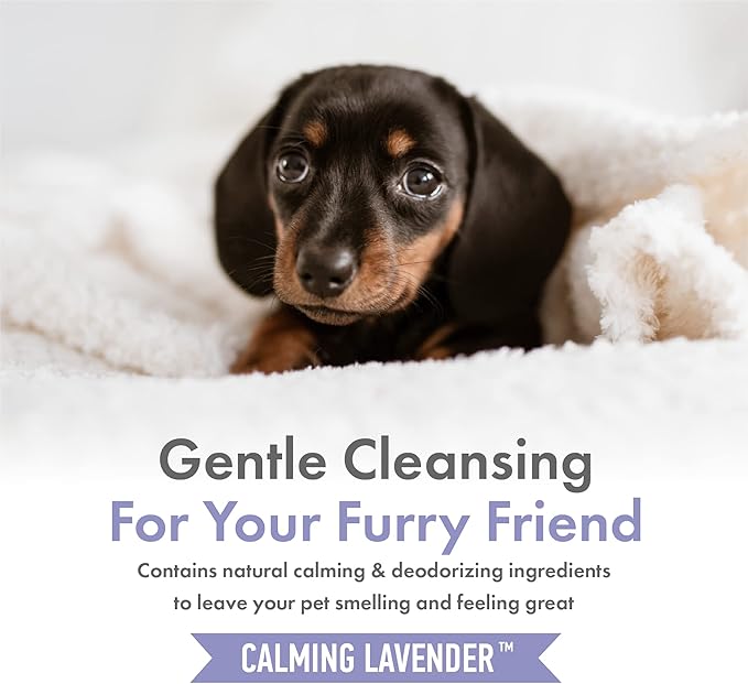 Petkin Hemp Shampoo & Conditioner for Dogs and Cats – with Hemp Oil & Calming Lavender Extract, 16 fl oz – Soothes, Calms & Conditions, Keeps Pet Smelling Great – for Home and Travel