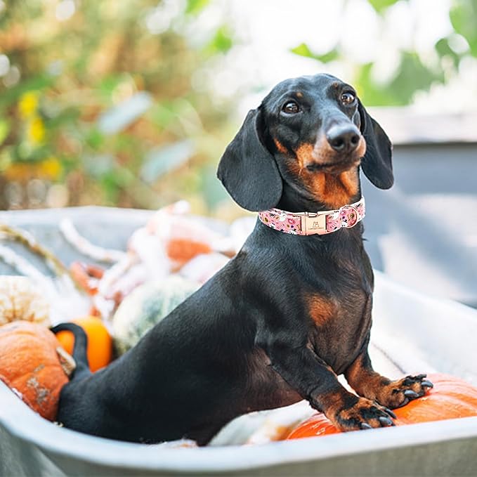 Lionheart glory Dog Collar Fall Halloween Pumpkin Collars Dog Heavy Comfortable Adjustable Pink Dog Collar for X-Small Puppy Collar Dogs Girls Boys Dog Collar Pet Gift