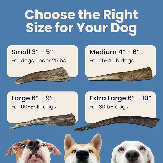 Large 3 Pack Whole Elk Antlers for Dogs [Long Lasting] - Elk Bones for Dogs Humanely Sourced - Elk Horns for Dogs - Dog Elk Antler Chews - Antlers for Large Dogs 60-85 Pounds