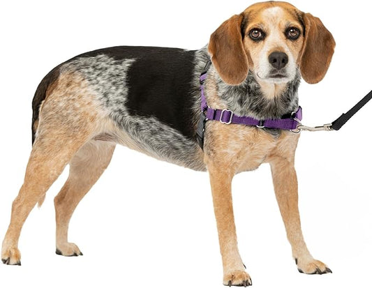 PetSafe Easy Walk No-Pull Dog Harness - The Ultimate Harness to Help Stop Pulling - Take Control & Teach Better Leash Manners - Helps Prevent Pets Pulling on Walks, Small/Medium, Deep Purple/Black