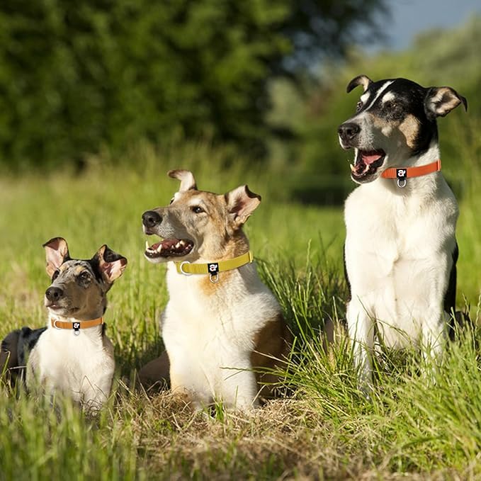 azuza 3 Pack Fall Dog Collars Comfortable and Adjustable Nylon Dog Collars for Puppy Small Dogs, XS (8-12inch)，Ginger Yellow, Rust Orange and Latte Brown