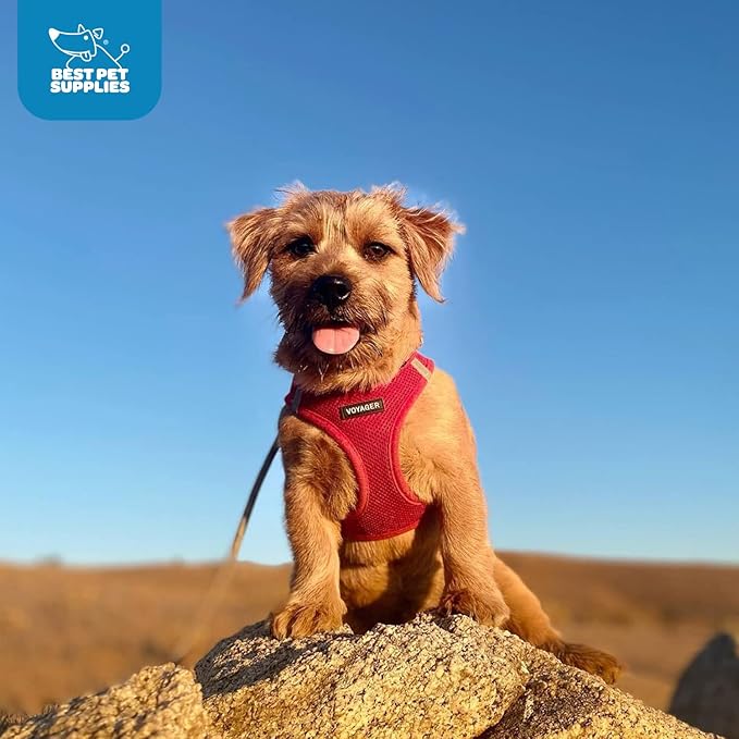 Voyager Step-in Air Dog Harness - All Weather Mesh, Reflective, No Pull Harness for Small, Medium Dogs, Cats - Secure with Hook & Loop Fastener, Buckle, Double D-Rings - Red, S