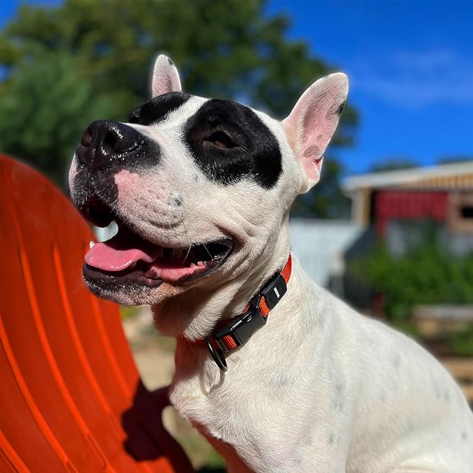 Voyager Reflective Dog Leash Collar Set with Neoprene Handle Supports Small, Medium, and Large Breed Puppies, Cute and Heavy Duty for Walking, Running, and Training - Orange, S