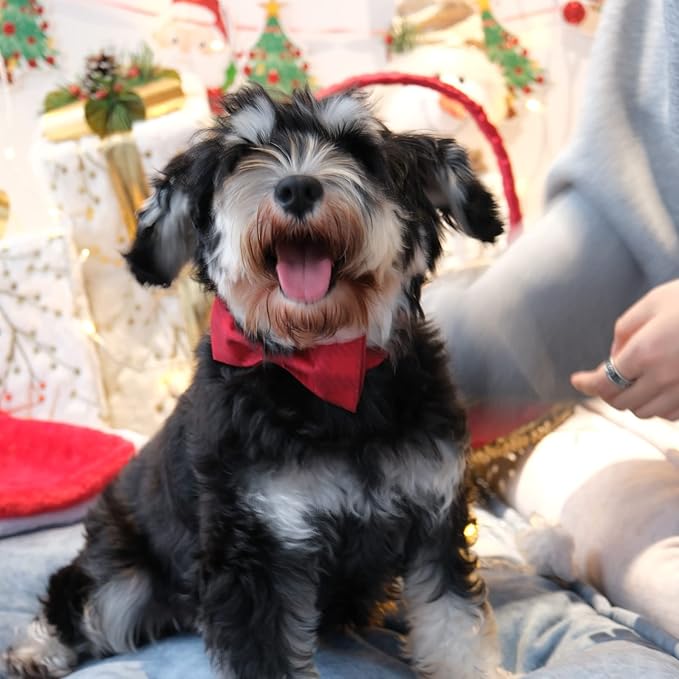 MR. CHUBBYFACE Dog Collar with Bow, Adjustable Girl Boy Dog Collar Bow Tie, Cute Dog Collar for Small Medium Large Dogs