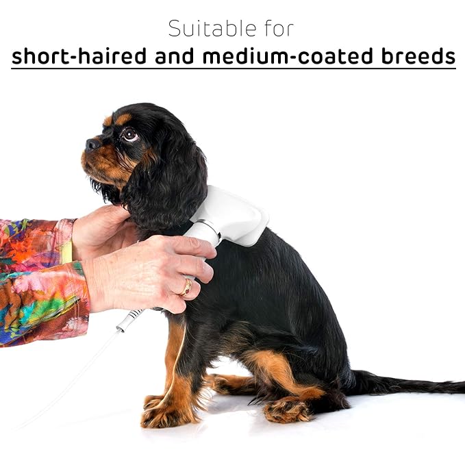 iPettie Pet Grooming Hair Dryer with Slicker Brush, White, Quiet, 2 Heat Settings, Professional Home Use for Short Straight Hair Cat, Narrow Gap Slicker Brush