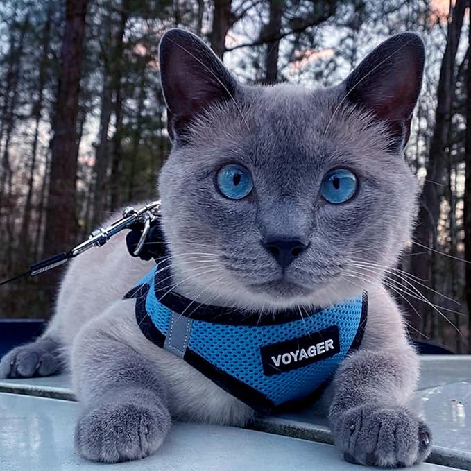 Voyager Step-in Air Dog Harness - All Weather Mesh, Reflective, No Pull Harness for Small, Medium Dogs, Cats - Secure with Hook & Loop Fastener, Buckle, Double D-Rings - Baby Blue/Black Trim, L