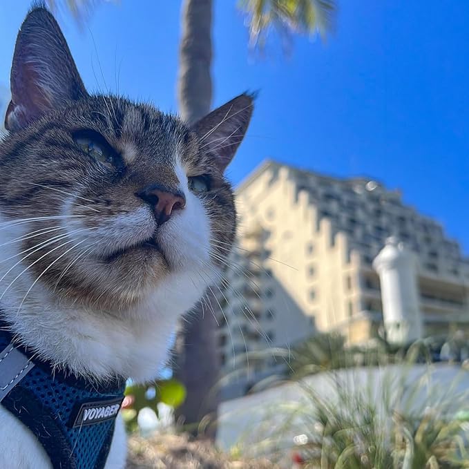 Voyager Step-in Air Dog Harness - All Weather Mesh, Reflective, No Pull Harness for Small, Medium Dogs, Cats - Secure with Hook & Loop Fastener, Buckle, Double D-Rings - Royal Blue/Black Trim, L