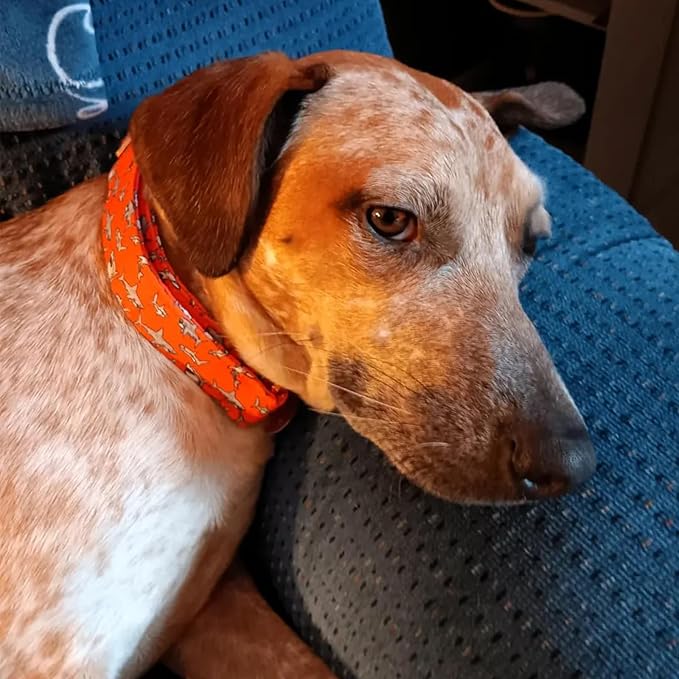 Lionheart glory Dog Collar Shark Print Dog Collar Girl or Boy Dog Collar Pet Gift Adjustable Dog Collar for Small Dog