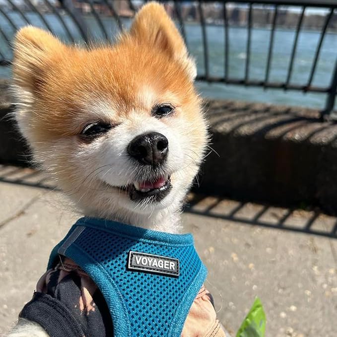 Voyager Step-in Air Dog Harness - All Weather Mesh, Reflective, No Pull Harness for Small, Medium Dogs, Cats - Secure with Hook & Loop Fastener, Buckle, Double D-Rings - Turquoise, S