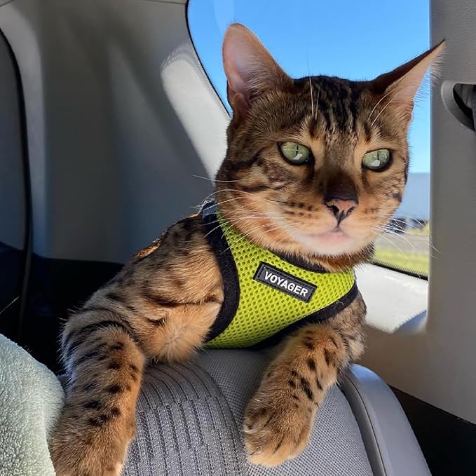 Voyager Step-in Air Dog Harness - All Weather Mesh, Reflective, No Pull Harness for Small, Medium Dogs, Cats - Secure with Hook & Loop Fastener, Buckle, Double D-Rings - Lime Green/Black Trim, XS