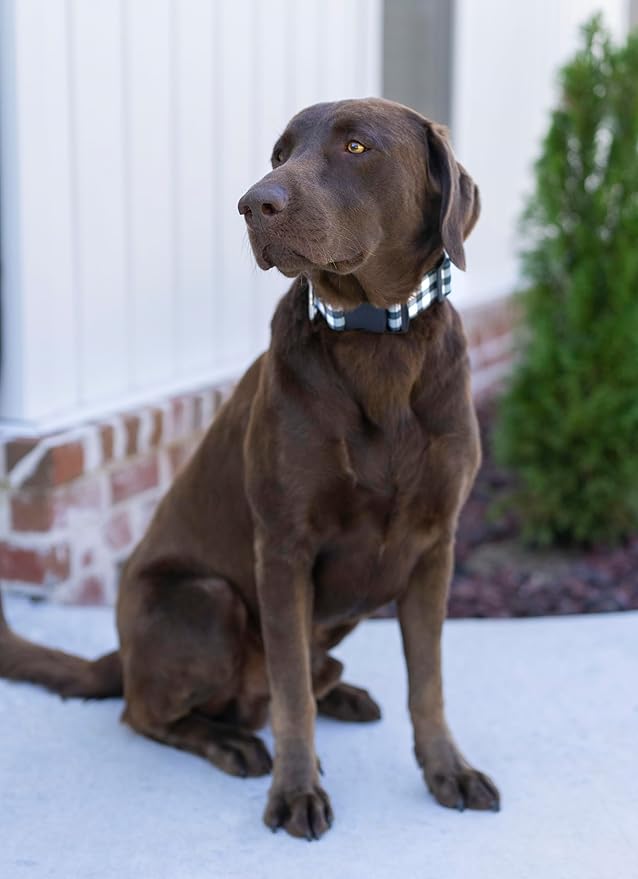 Country Brook Petz - Deluxe Black & White Buffalo Plaid Dog Collar - Made in The U.S.A. - Plaid and Argyle Collection Featuring Charming Designs (1/2 Inch, 2XS)