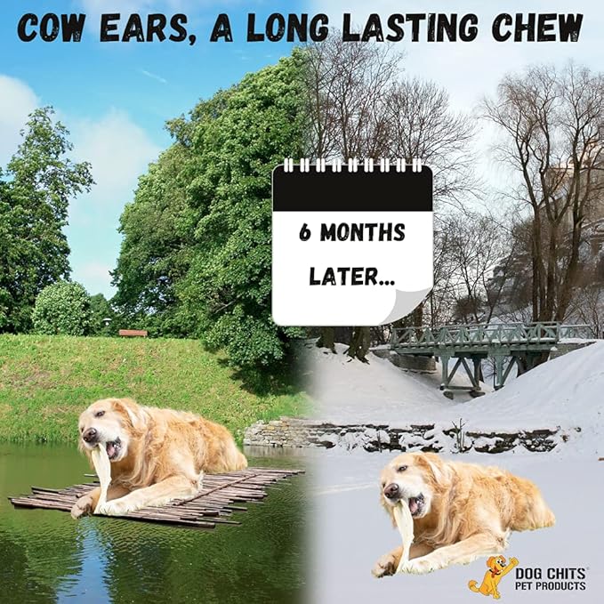 Dog Chits Cow Ears for Dogs | Extra Large | Thick Cut | Whole Ears | Dog and Puppy Chews | USDA | All Natural | Long Lasting Chews | 10 Count