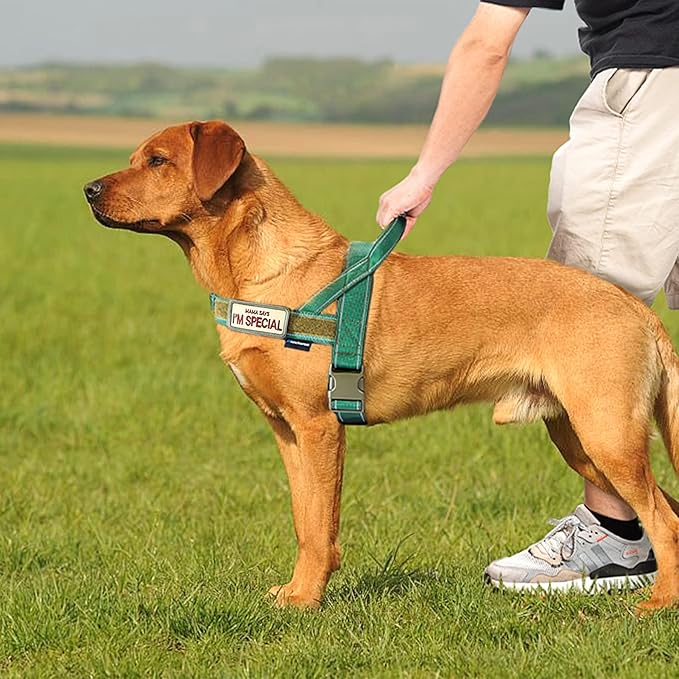 Annchwool No Pull Dog Harness with Soft Padded Handle,Reflective Strip Escape Proof and Quick Fit to Adjust Dog Harness,Easy for Training Walking for Small & Medium and Large Dog(Green,S)