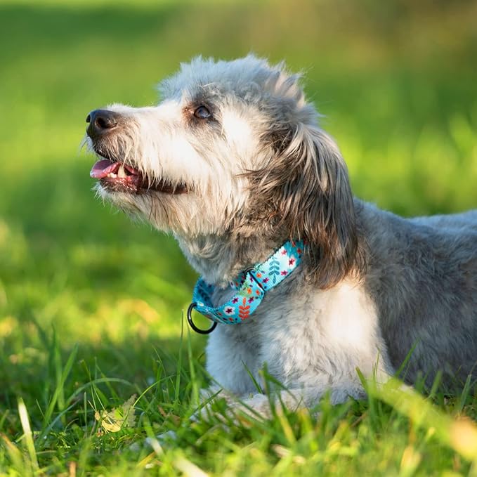 CollarDirect Martingale Collars for Dogs Heavy Duty Floral Pattern Female Safety Nylon Training Wide Collar Flower Design Large Medium (XL, Neck Size 19"-24", Aquamarine)