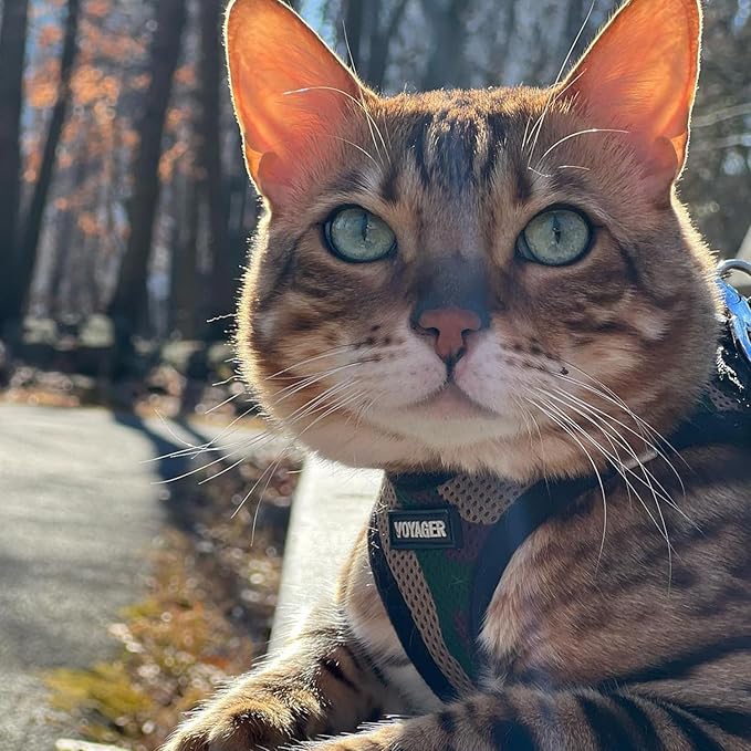 Voyager Step-In Air Dog Harness - All Weather Mesh, Reflective, No Pull Harness for Small, Medium Dogs, Cats - Secure with Hook & Loop Fastener, Buckle, Double D-Rings - Army/Black Trim, XXXS