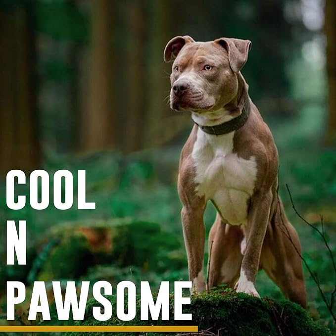 OneTigris Military Adjustable Dog Collar with Metal D Ring & Buckle 2 Sizes (M, Grey)